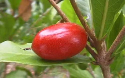 Miraculin được xem là một tác nhân khiến gai lưỡi thay đổi cảm thụ khi tiếp xúc với các axit, nguyên nhân khiến các thực phẩm vốn có vị đắng, chua tạm thời trở nên ngọt ngào hơn.