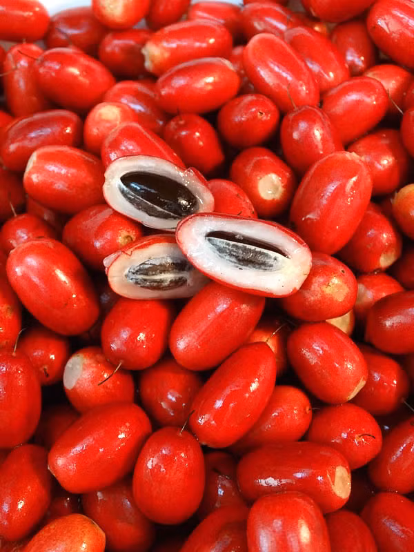 Kinh nghiệm cho thấy, muốn có tác dụng “tạo ngọt” nên nhai kỹ và ngậm khoảng 1 – 2 phút để dịch trái thần kỳ tiếp xúc toàn bộ với lưỡi. Tuyệt đối không dùng đồ nóng sau đó, vì sẽ làm tác dụng kỳ diệu mất đi nhanh chóng.