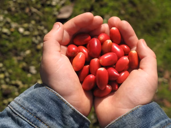 Tuy nhiên, tác dụng của quả thần kỳ chỉ là mang tính tạm thời trong vòng vài tiếng đồng hồ, và mất khoảng 30 phút sau khi ăn mới có tác dụng.