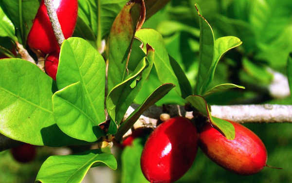 Đáng nói, hợp chất miraculin không có giá trị dinh dưỡng, không tạo năng lượng, nên người ta hy vọng có thể ứng dụng trái thần kỳ vào chế độ ăn kiêng, hạn chế đường saccarose (đường mía) như bệnh tiểu đường, béo phì…