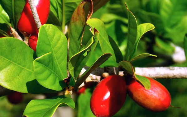 Đáng nói, hợp chất miraculin không có giá trị dinh dưỡng, không tạo năng lượng, nên người ta hy vọng có thể ứng dụng trái thần kỳ vào chế độ ăn kiêng, hạn chế đường saccarose (đường mía) như bệnh tiểu đường, béo phì…