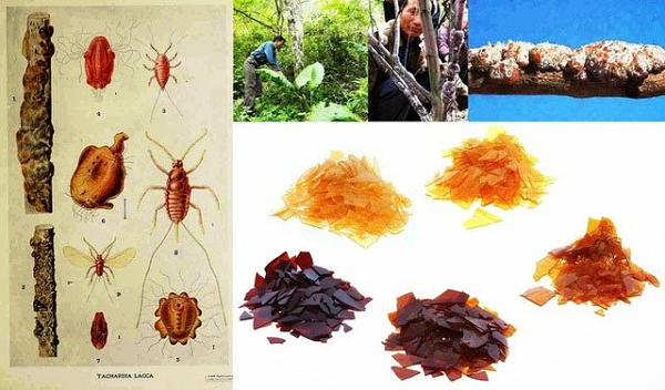 Trong y học hiện đại, cánh kiến đỏ được sử dụng để làm lớp tráng bên trong các dụng cụ trữ nước tiểu và chế tạo khuôn răng giả. Một số nơi còn bắt đầu sử dụng dược liệu để làm vật dụng cách điện, làm nón nỉ, keo xịt tóc, pha chế các chất sáp/ chất hóa học để làm bóng sàn nhà.