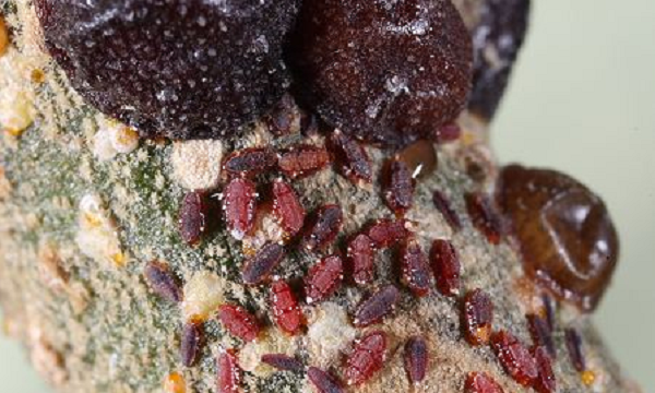 Khi đến thời điểm thu hoạch, gỡ bỏ tổ rồi bỏ cành cây và cho tổ vào ngâm trong nước 2 ngày đêm. Lúc này rệp chết hết thì đem trải phơi nơi thoáng gió và có bóng râm. Tránh phơi và sấy ở nhiệt độ cao vì có thể khiến tổ kiến chảy ra và đóng thành cục.