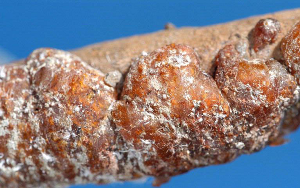 Sản vật này có thể được thu hoạch để điều chế sơn cánh kiến - vốn được dùng trong nhiều lĩnh vực khác nhau, và được người xưa quý "như vàng".