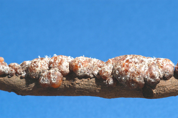 Chất thải của loài bọ này là nguồn gốc của cánh kiến đỏ - tạp chất có dạng nhựa màu đỏ, được bọ cánh kiến tiết ra trên thân cây trong quá trình sinh trưởng và phát triển.