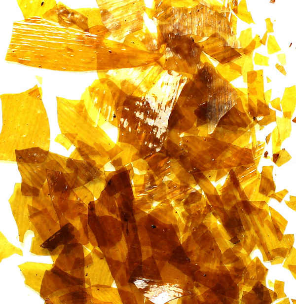 Theo Đông y, vị thuốc này được sử dụng để chữa các chứng bệnh như: hắc lào, mụn nhọt ngoài da, bế kinh, u xơ tử cung,…