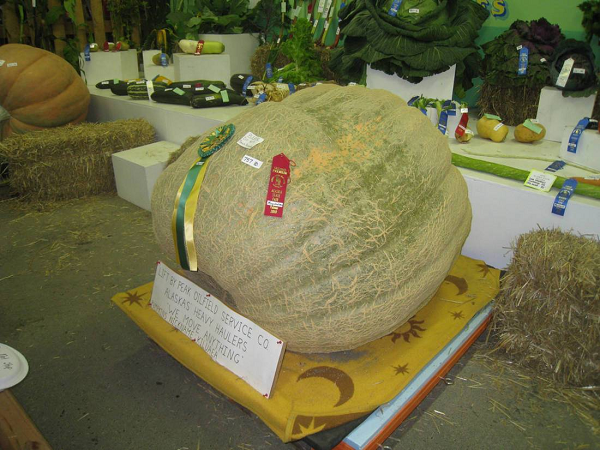 Việc trồng trọt ở Thung lũng Matanuska-Susitna ban đầu bắt đầu như một thử nghiệm vào những năm 1930 để tăng sản lượng nông nghiệp của Mỹ trong thời kỳ Đại suy thoái.