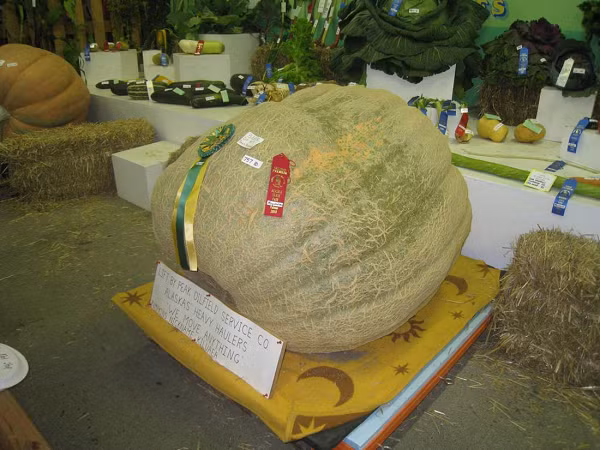 Việc trồng trọt ở Thung lũng Matanuska-Susitna ban đầu bắt đầu như một thử nghiệm vào những năm 1930 để tăng sản lượng nông nghiệp của Mỹ trong thời kỳ Đại suy thoái.