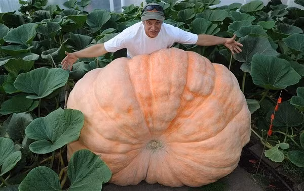 Alaska không có những buổi đêm dài trong suốt thời gian gieo trồng. Với 20 giờ nắng mỗi ngày, cây trồng ở Alaska nhận được nhiều sự quang hợp hơn, cho phép chúng phát triển với kích thước lớn hơn bình thường và đơm hoa kết trái nhiều hơn.