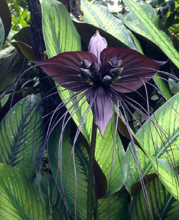 Hoa dơi đen được đặt tên dựa theo hình dáng khá đặc biệt của nụ hoa - một con dơi đang treo mình ngủ. Những bông hoa khi nở có thể phát triển với chiều dài lên đến hơn 30cm, cùng những tua hoa dài đến hơn 70cm.