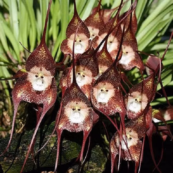 Hoa lan mặt khỉ hay Lan hầu tử có tên khoa học là Dracula simia. Dracula là một chi trong các loài hoa phong lan nhưng hai chiếc cựa dài của đài hoa trông giống như chiếc răng nanh ma cà rồng.