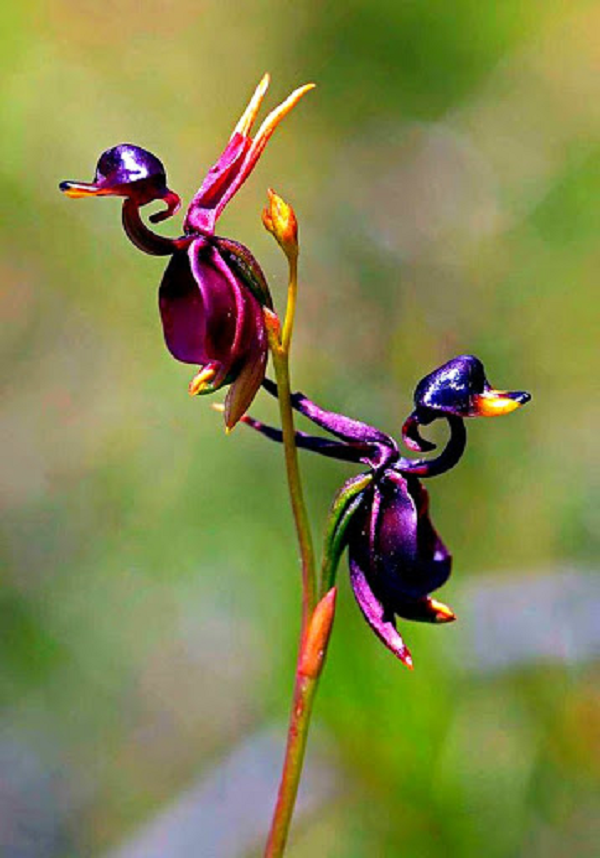 Hoa lan vịt có tên khoa học là Cleana Major, xuất xứ ở Australia, từ vùng Queensland tới Nam Australia.