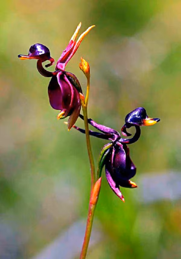 Hoa lan vịt có tên khoa học là Cleana Major, xuất xứ ở Australia, từ vùng Queensland tới Nam Australia.