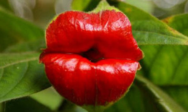 Thường được biết với tên gọi đôi môi Hooker, hoa Psychotria elata được đặc trưng bới màu hoa đỏ rực rỡ, giống một đôi môi đỏ mọng. Loài hoa này thu hút được rất nhiều động vật đến thụ phấn, trong đó có loài bướm và chim ruồi.