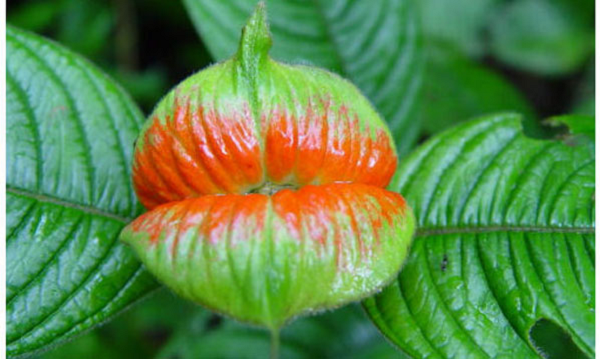 Đây cũng là cây mà loài tằm vàng Xlophanes adalia rất thích làm tổ. Cây mọc chủ yếu ở vùng nhiệt đới châu Mỹ. Nó hiện được trồng tại Vườn bướm ở Manuel Antonio, Costa Rica.