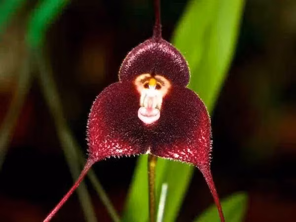 Lan hầu tử nở quanh năm và có mùi hương giống như cam quýt chín. Mặc dù đã có nhiều nơi tiến hành cấy ghép và trồng hoa Lan hầu tử nhưng loài hoa này vẫn rất hiếm gặp.