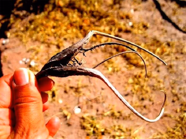 Loài cỏ kỳ lạ có hình dạng giống vuốt của những con quái vật, chúng có thể dính vào quần áo mỗi khi con người đi qua và chạm vào.