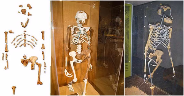 Ethiopia là một trong những quốc gia được nhắc đến nhiều nhất khi nói đến thế giới cổ sinh vật học. Một khám phá quan trọng khác được thực hiện bởi Tim D. White, một nhà cổ sinh vật học. khi ông phát hiện ra một hóa thạch loài hominid 4,2 triệu năm tuổi.