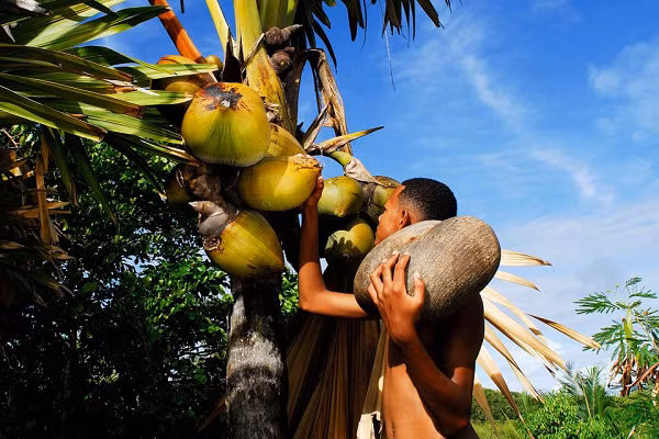 Nhiều thế kỷ về trước, khi đảo quốc Seychelles còn chưa được khai phá, những trái dừa coco de mer đã trôi dạt tới nhiều bờ biển cách đó hàng nghìn km như Maldives.
