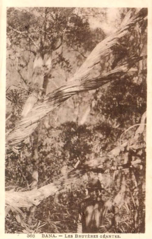 Những cây thạch nam khổng lồ.