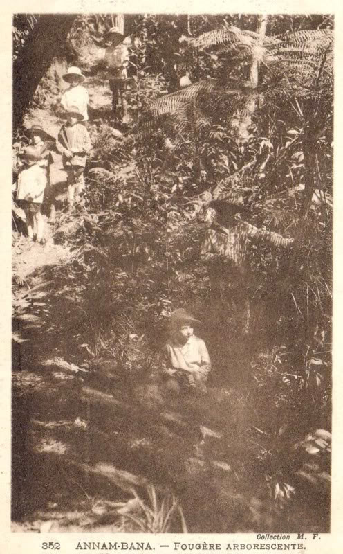 Du khách Pháp khám phá thảm tực vật Bà Nà với những cây dương xỉ cao quá đầu người.