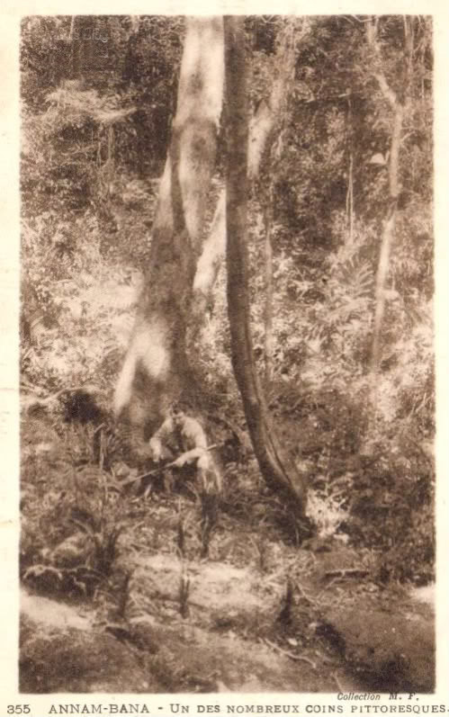 Một cây cổ thụ.