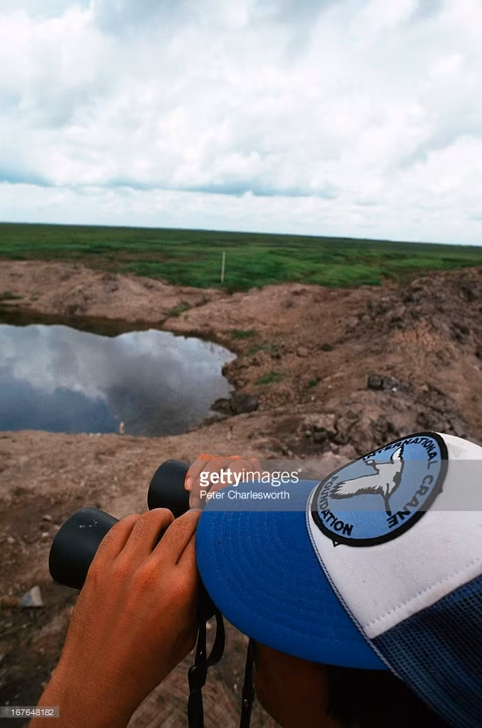 Nhân viên bảo tồn quốc tế quan sát sếu đầu đỏ tại Tràm Chim, Đồng Tháp.
