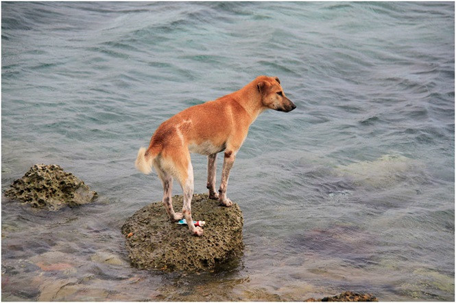 Những chú chó từ nhỏ đã biết bơi rất giỏi và quen với vị mặn của biển nên thường có vóc dáng rất khỏe khoắn. Nguồn ảnh: TP.