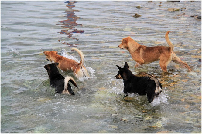 Đây không phải chó nghiệp vụ, phần nhiều đều là chó mang từ trong đất liền ra tự sinh sản và trở thành một "đội quân bốn chân", những người bạn thân thiết giúp bộ đội ta vơi bớt nỗi nhớ nhà. Nguồn ảnh: TP.