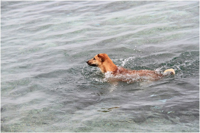 Thậm chí trong mỗi phiên đi gác làm nhiệm vụ trực bảo vệ đảo trong đêm, nếu dùng ống nhòm quan sát, chưa kịp phát hiện mục tiêu thì những chú chó với đôi tai thính, mắt sáng lại có khả năng phát hiện mục tiêu từ xa. Nguồn ảnh: TP.