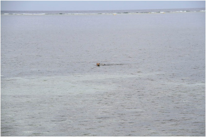 Để "cải thiện bữa ăn" cho những người bạn bốn chân, nhiều chiến sĩ trên đảo đã phải bớt khẩu phần ăn mỗi bữa của mình hoặc chia sẻ phần thực phẩm tiếp tế từ đất liền. Nguồn ảnh: TP.