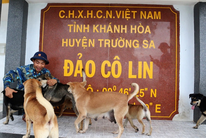 Chó trên đảo Cô Lin. Nguồn ảnh: TL.