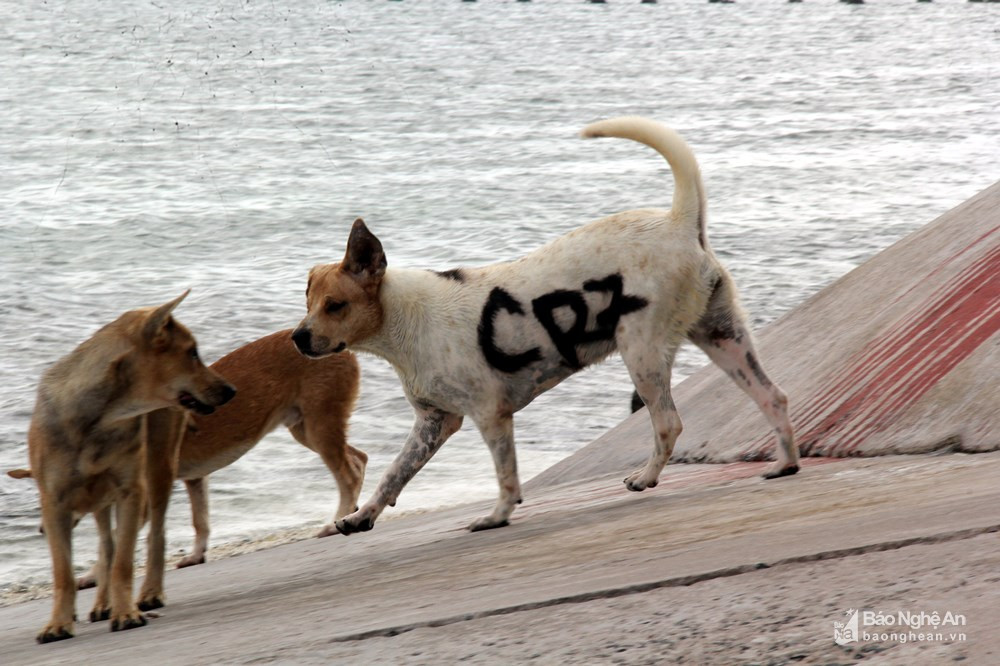 Một chú chó được đặt tên là... CR7, thậm chí một chiến sĩ tinh nghịch nào đó còn viết biệt danh này lên người chú chó này để đánh dấu.Nguồn ảnh: Báo Nghệ An.