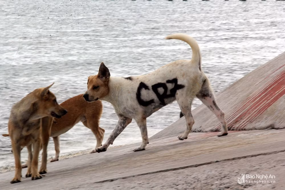 Một chú chó được đặt tên là... CR7, thậm chí một chiến sĩ tinh nghịch nào đó còn viết biệt danh này lên người chú chó này để đánh dấu.Nguồn ảnh: Báo Nghệ An.