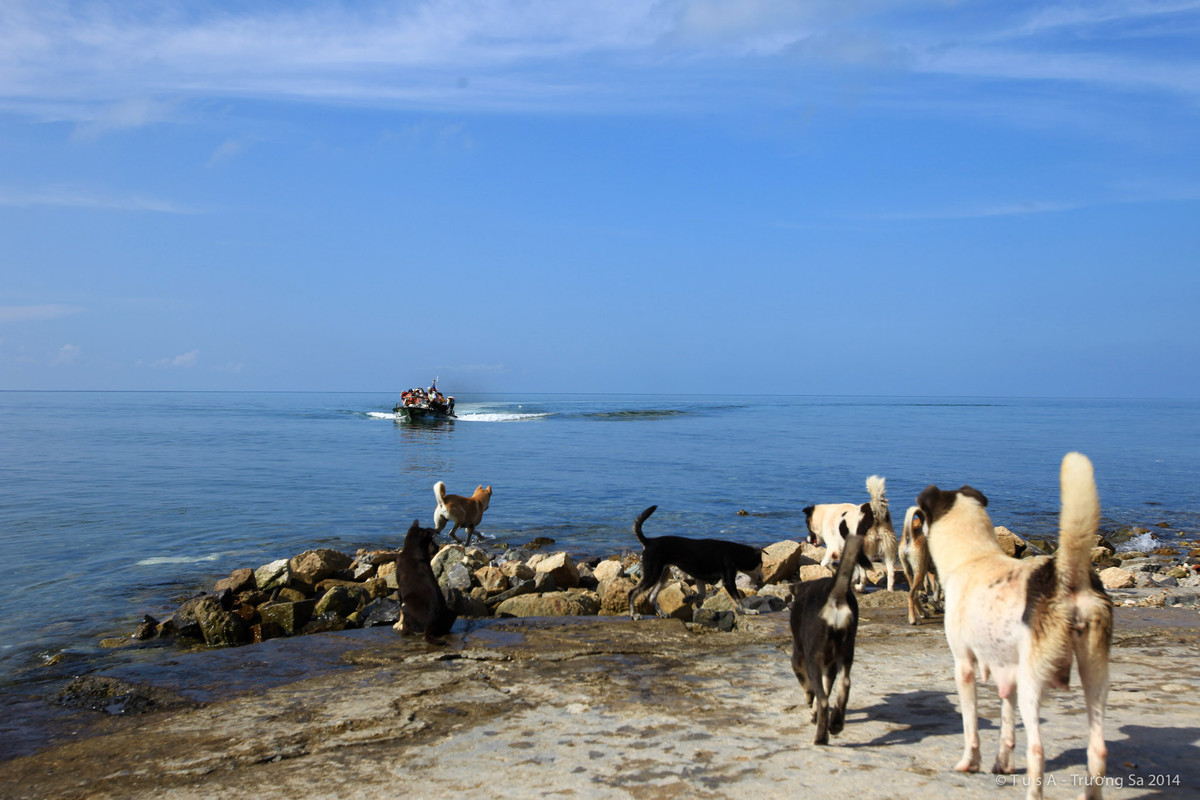 Chó ở Trường Sa đón những đoàn khách từ đất liền ra thăm đảo. Nguồn ảnh: TS16.