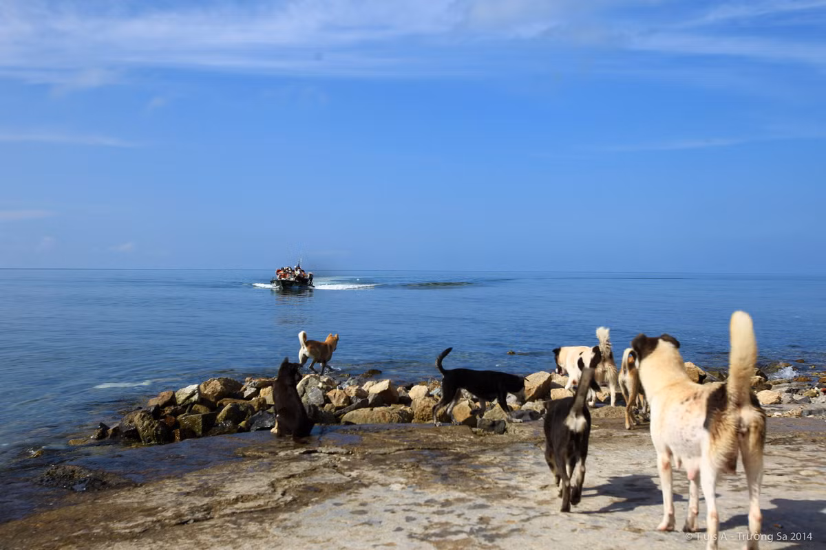 Chó ở Trường Sa đón những đoàn khách từ đất liền ra thăm đảo. Nguồn ảnh: TS16.
