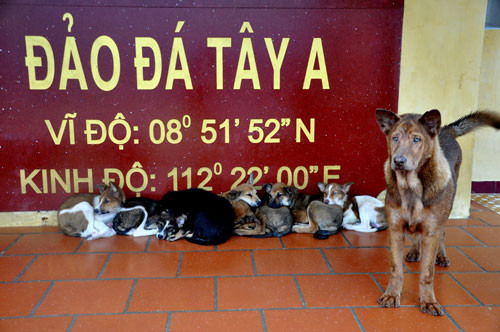 Chó trên đảo Đá Tây A. Nguồn ảnh: TL.
