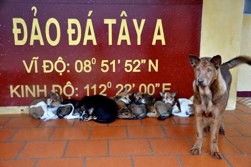Chó trên đảo Đá Tây A. Nguồn ảnh: TL.