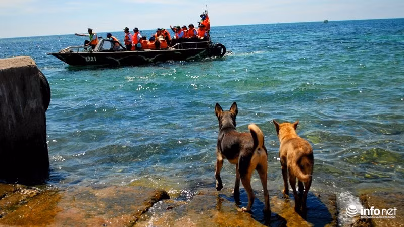 Dù không có ai thống kê, tuy nhiên những đoàn khách từng ra thăm Trường Sa đều mập mờ cho rằng chó ở đảo Tiên Nữ là đông hơn cả. Nguồn ảnh: Infonet.