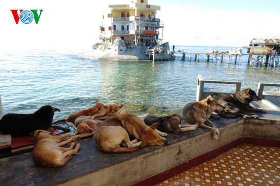 Dù không được huấn luyện bài bản như chó nghiệp vụ, những chú chó Trường Sa vẫn được lính đảo "đào tạo" các kỹ năng cơ bản nhất, trong đó bao gồm kỹ năng bơi lội và nghe điều lệnh kẻng ăn cơm. Nguồn ảnh: VOV.
