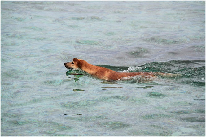 Chó ở Trường Sa rất đặc biệt, không cần xích cũng không cần rọ mõm, cực kỳ khôn ngoan, hiếu động và có khả năng phân biệt người rất chuẩn xác. Nguồn ảnh: TP.