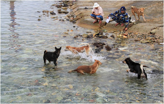 Trên mỗi hòn đảo lớn thuộc quần đảo Trường Sa, hai hình ảnh dễ bắt gặp nhất là bóng dáng của những quân nhân Quân đội Việt Nam và những... chú chó đảo. Nguồn ảnh: TP.