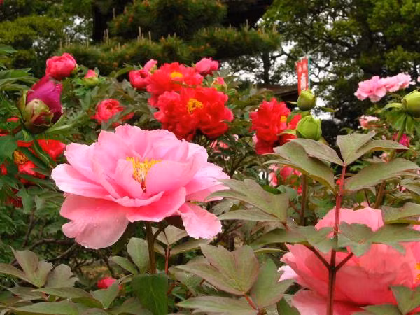 6 loai cay phong thuy giup gia chu “giau len trong thay”-Hinh-4