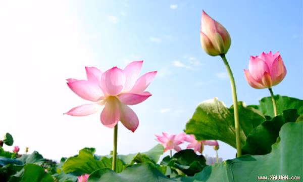 6 loai cay phong thuy giup gia chu “giau len trong thay”