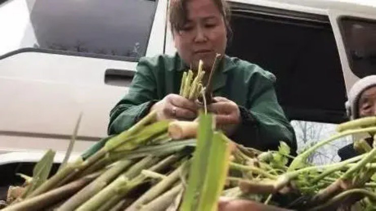 Người dân phát tài nhờ hái loại “cỏ hoang” này.