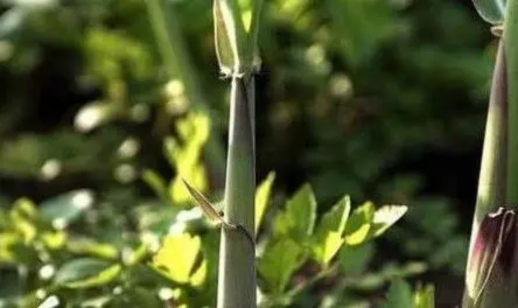 “Lộc trời” này vừa có thể ăn, vừa có thể dùng làm thuốc...