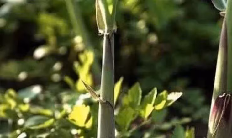 “Lộc trời” này vừa có thể ăn, vừa có thể dùng làm thuốc...