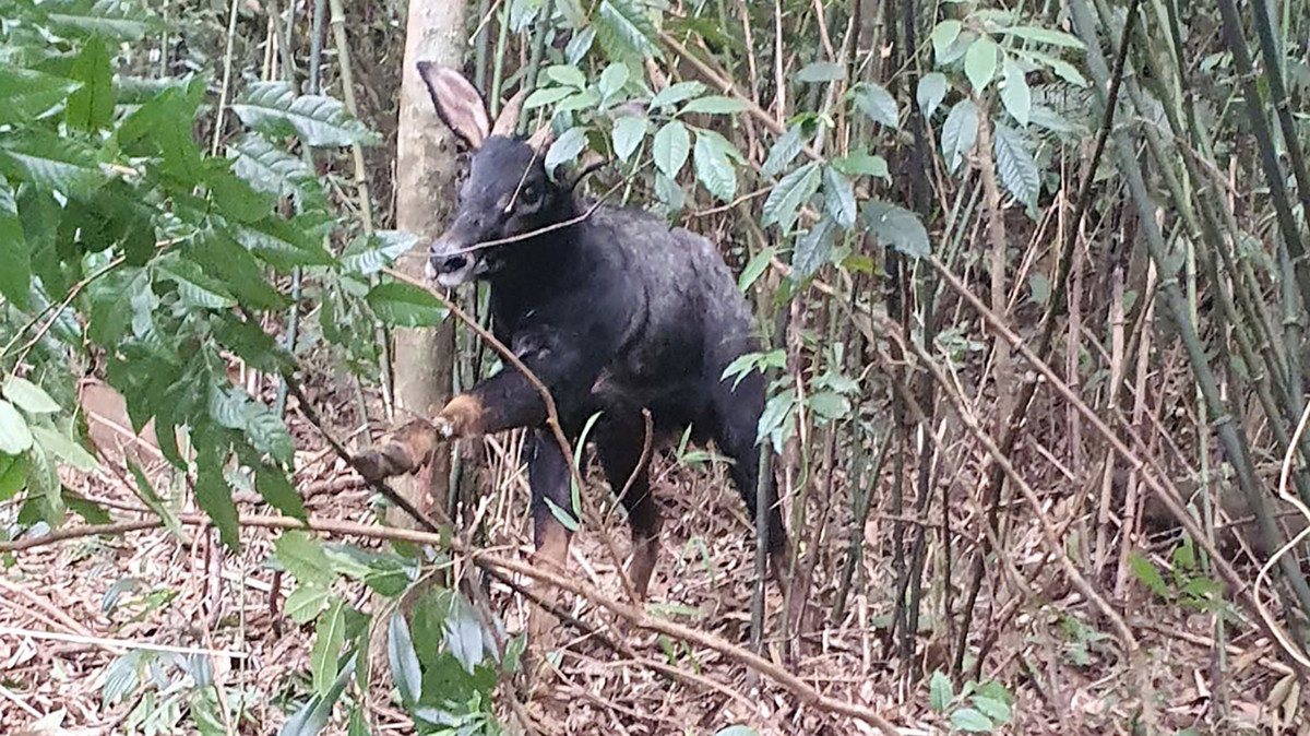 Giải cứu cá thể sơn dương dính bẫy thú ở Nghệ An Giai cuu ca the son duong dinh bay thu o Nghe An