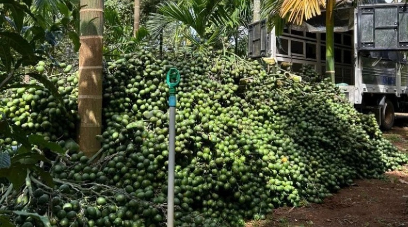 Nông dân trúng tiền tỷ, vựa cây cau giống cháy hàng - Hình 2 Nong dan trung tien ty, vua cay cau giong chay hang-Hinh-2