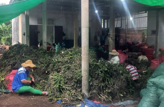 Nông dân Thừa Thiên - Huế Thu hơn 100 tỷ từ cau tươi Nong dan Thua Thien - Hue Thu hon 100 ty tu cau tuoi